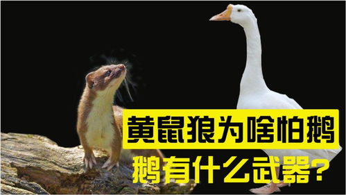 鹅的叫声有何特别之处？探寻鹅鸣声背后的奥秘