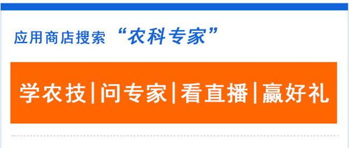 农村市场当前哪类产品盈利最高？探寻致富新机遇