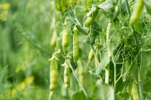 农场种植蔬菜真的能赚钱吗？官方网站告诉你真相！