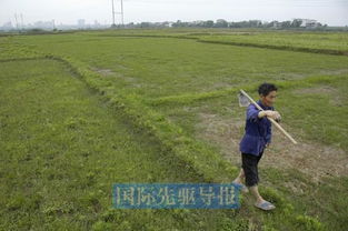 农民种地如何选择作物才能实现高收益？
