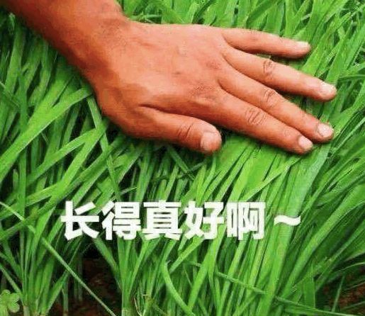 割韭菜小副业真的能赚钱吗？你了解其中的门道吗？