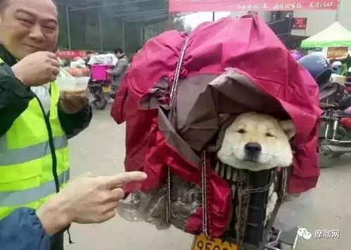 为什么忙碌如狗却依然收入微薄，问题究竟出在哪里？