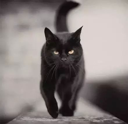 厂里突然出现猫咪，这背后究竟有何特殊寓意？