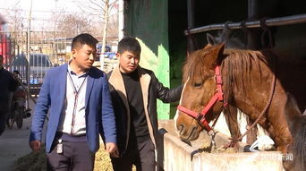 羊倌变马倌，嘉祥小伙如何靠养马场逆袭致富？