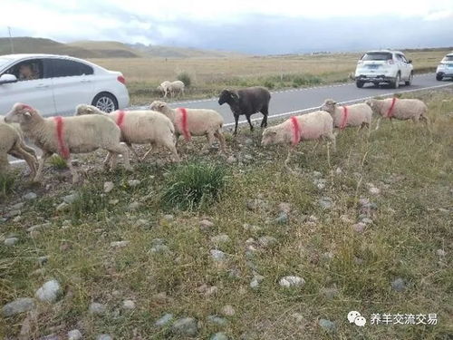 养猪与养蛋鸡，哪种养殖更省心且收益高？