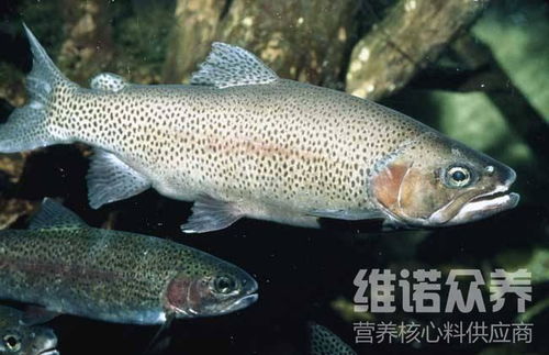 养殖三文鱼真的能盈利吗？知乎上的经验分享告诉你真相