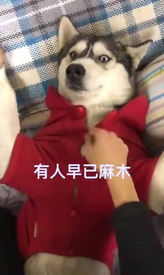 养殖和打工，究竟哪个更赚钱？你真的了解吗？