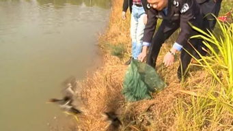 野外捕猎真能致富？揭秘采野味的真实收益与风险