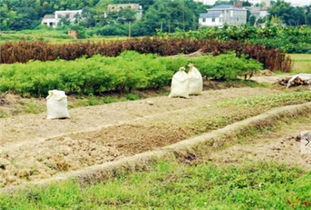600亩承包地能否带来盈利？农村土地经营效益分析