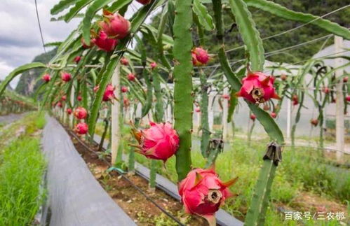 种植火龙果真的能带来可观收益吗？