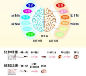 全脑速读班真的能带来可观收益吗？
