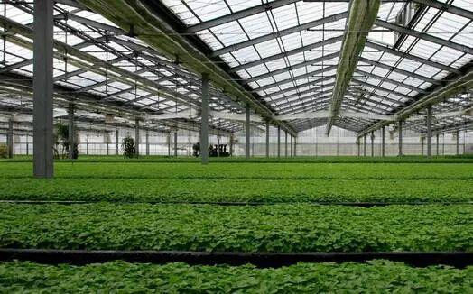 农业大棚种植哪种作物能最快实现高收益？