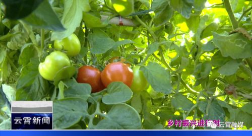 农村人售卖番茄种子，真的能带来可观收益吗？