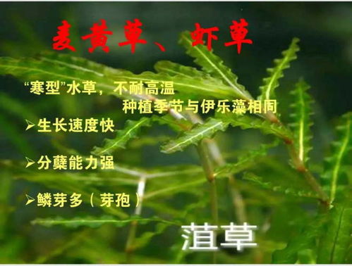 高山种植哪种作物最赚钱？专家解析致富秘诀