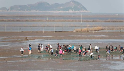 哪些平台是赶海爱好者的自助直播天堂？探索最佳赶海直播自助平台
