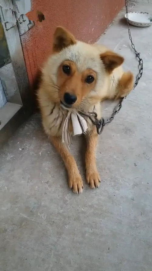 你是否也觉得，自己赚钱时的模样，竟与忠诚的犬类有几许相似？