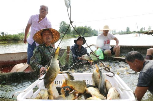 水产养殖副业如何助力农民增收？