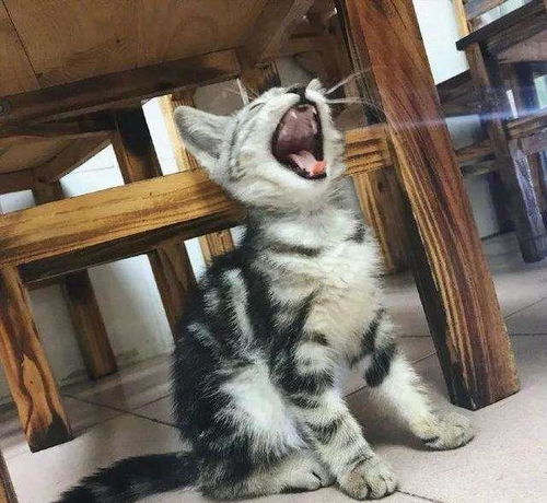 猫咪除了卖萌还能干啥？盘点猫咪的趣味副业