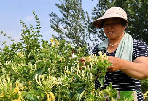 一亩地种植哪种作物最赚钱？如何选择高收益农作物？