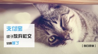 你知道哪个平台能通过副业来喂养猫咪吗？