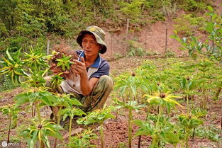 重楼种植能否带来可观收益？新手入行前景如何？