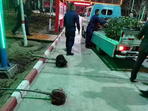 绿化施工员如何在业余时间拓展收入来源？