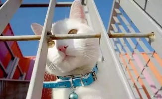如何通过养猫吸引粉丝并实现盈利？