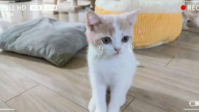 你是否也想将开猫咖作为副业，实现梦想与盈利双赢？