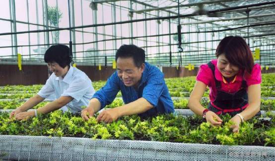 在云南种植哪种药材最具经济效益？探寻高收益药材种植选择