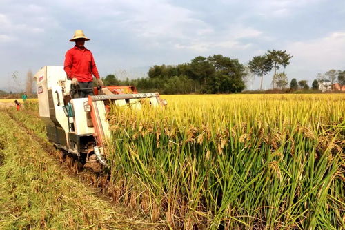 农民种植粮食究竟能否实现盈利？