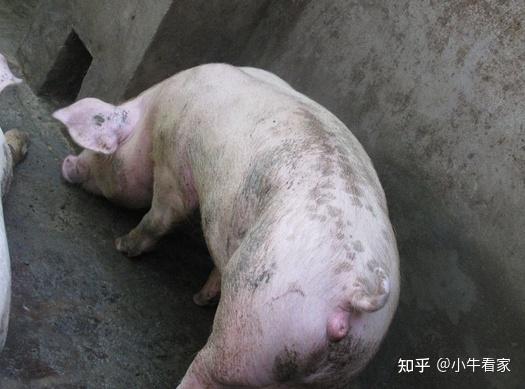 养9只母猪真的能赚钱吗？实拍养殖效益分析视频