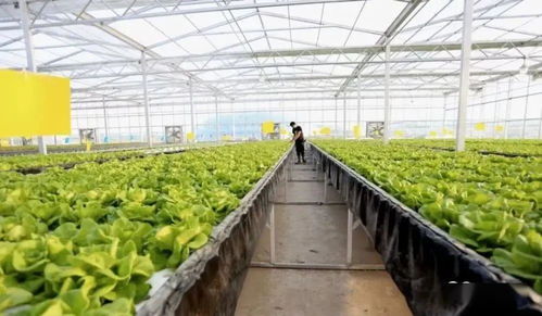 农村菜农种植哪种作物收益最高？如何选择盈利蔬菜？