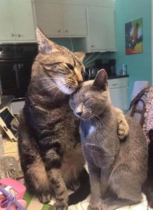 公猫如何实现经济价值？猫咪赚钱的奥秘在哪里？