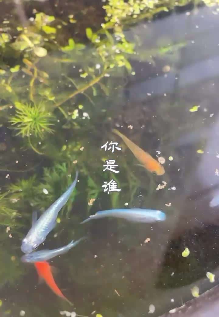 青鳉鱼养殖副业真的能赚钱吗？新手入门必看的养殖技巧！