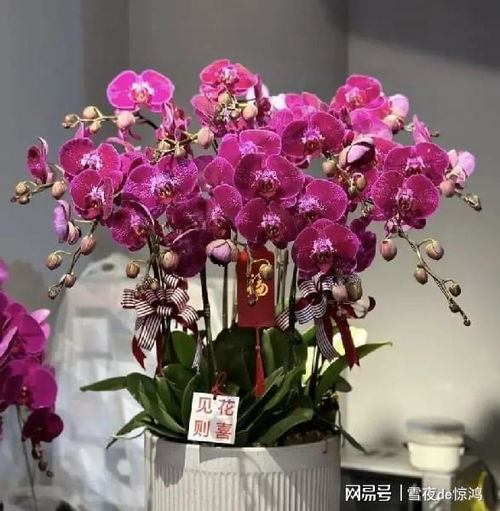 花盆也能生财？如何通过花盆实现盈利新模式？