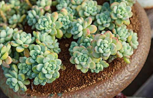 多肉植物中哪些品种最具盈利潜力？你知道吗？