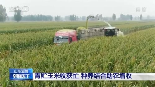 农村残疾人适合养殖什么项目能高效增收？
