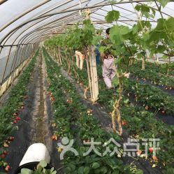在临汾想要找到自助采摘园的团购优惠，哪个平台最值得信赖？