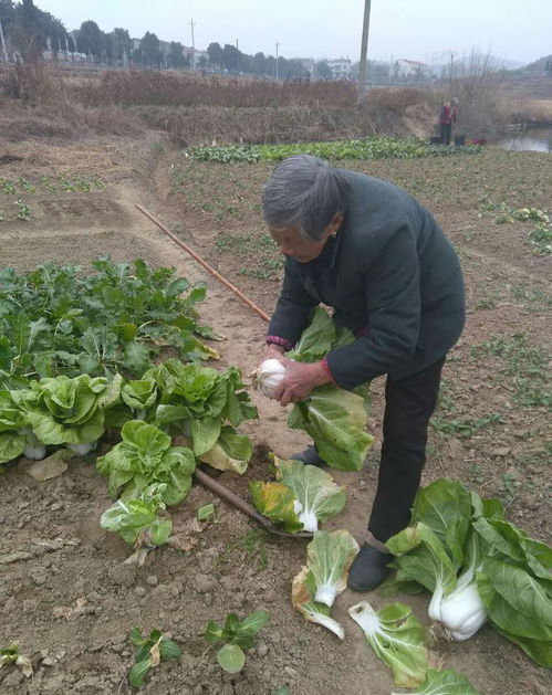 71岁老太靠种菜谋生，背后有何感人故事？