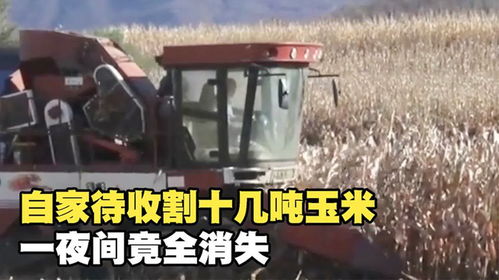 农村早晨起床，有哪些赚钱的门路可寻？