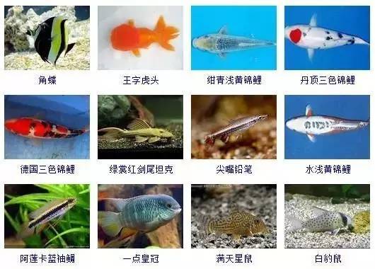 哪里可以找到免费的全套寻鱼素材自助网站大全？