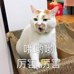 养猫之余，他们都在忙些什么副业？