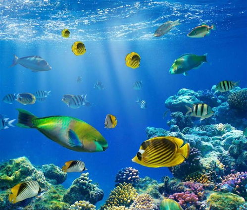 海洋生物竟有“副业”？它们在海底忙些什么？