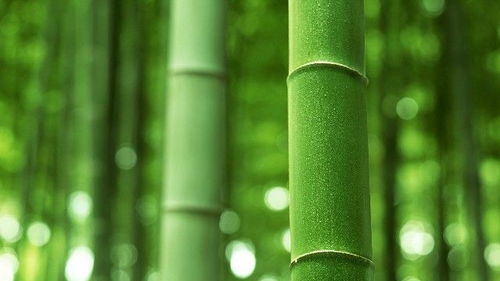 如何利用竹子资源实现盈利？竹子赚钱的秘诀在哪里？