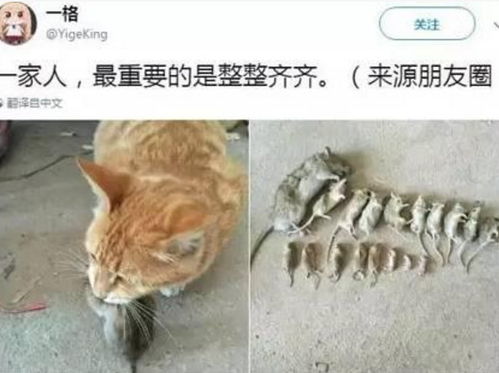橘猫养殖能否带来可观的经济收益？
