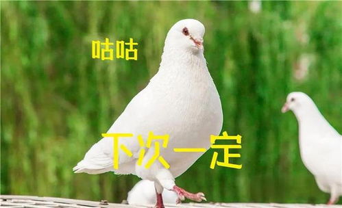 养鸽子能赚钱吗？如何科学养殖实现盈利？