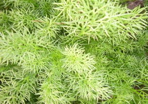 香草种植真的能赚钱吗？投入与回报分析详解