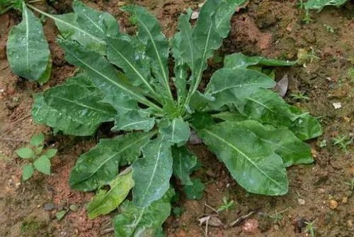 2023年种植哪种草药能快速盈利？选对品种是关键！