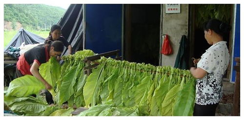 农民发展副业，种植哪些作物才能真正盈利？