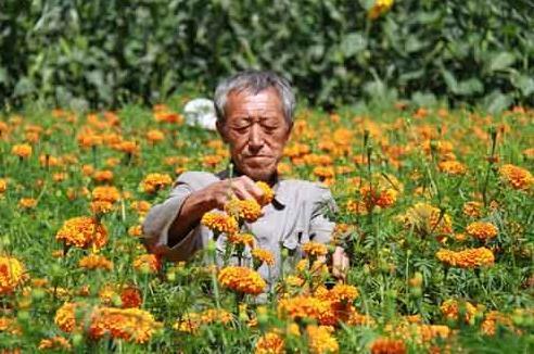 农村干土地种植哪种作物最能盈利？
